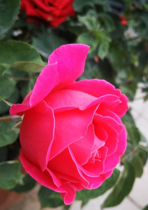 橘色月季花的美丽寓意（探寻橘色月季花的花语及象征意义）