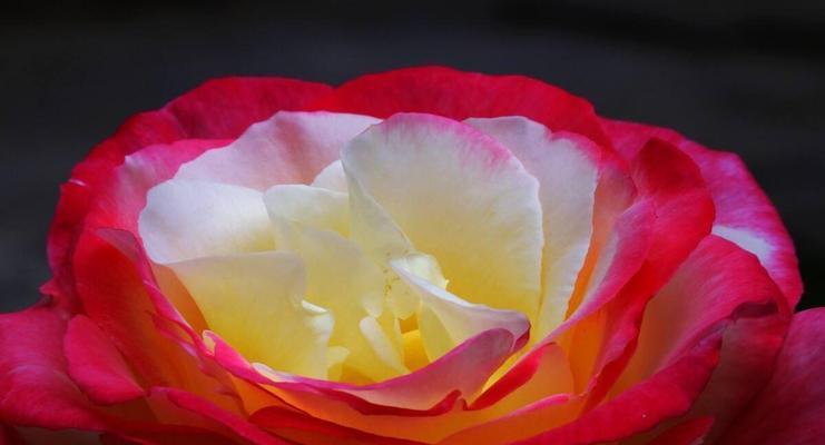 橘色月季花的美丽寓意（探寻橘色月季花的花语及象征意义）