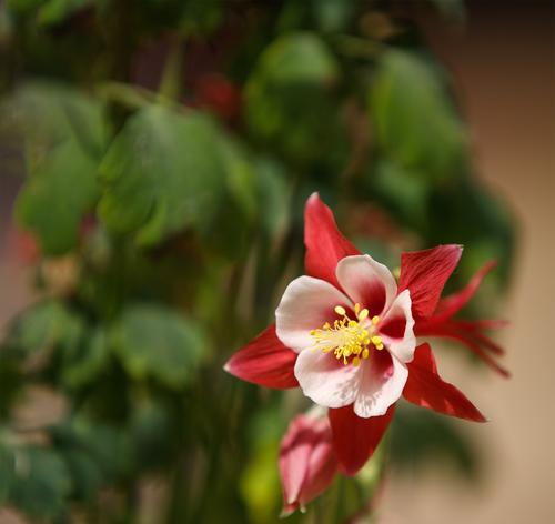 耧斗菜花语之美（探寻耧斗菜的花语及其深层内涵）