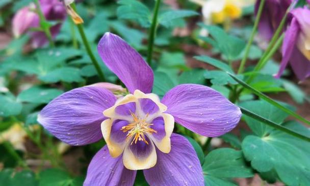 耧斗菜花语之美（探寻耧斗菜的花语及其深层内涵）