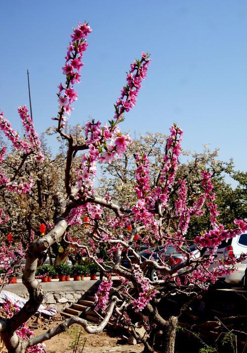 桃花（桃花的神秘象征与文化内涵）