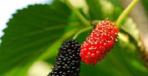 “挑战味蕾，直接品尝——能否直接食用的桑葚干”（探究桑葚干的制作方法以及口感）