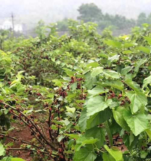 探究桑葚的上市时间及成熟季节（从栽培到采摘）