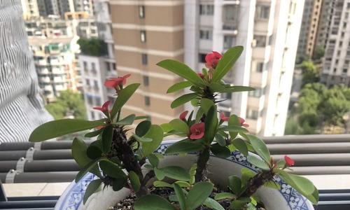 铁海棠的含义及象征意义（探索铁海棠的美丽与哲理）