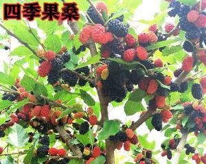 选择最优品种，种植红杏桑葚苗（品种特点）