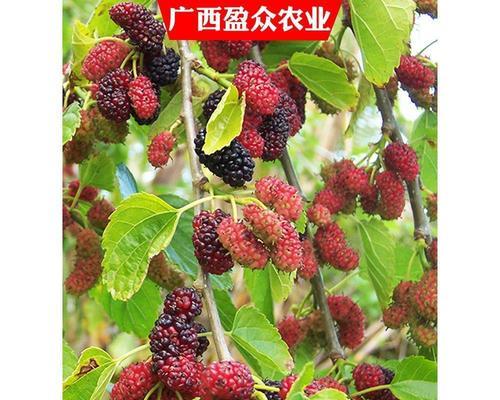 选择最优品种，种植红杏桑葚苗（品种特点）