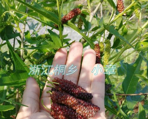 选择最优品种，种植红杏桑葚苗（品种特点）