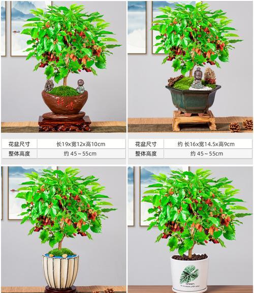 盆栽桑葚的盆选用（如何选择适合桑葚盆栽的盆）