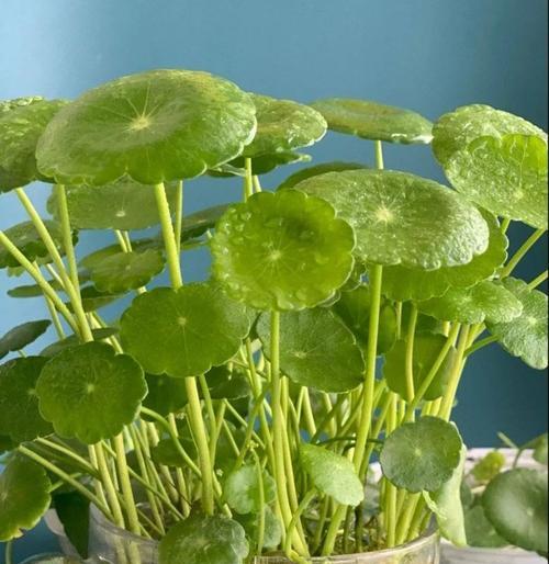 铜钱草的寓意和生长特性（一叶千金）
