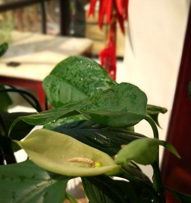 万年青开花的意义与价值（探寻万年青开花的奥秘和象征意义）