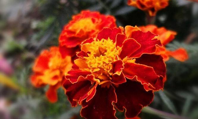 万寿菊的花语与传说——寓意长寿与幸福的花朵（千年神话传承）
