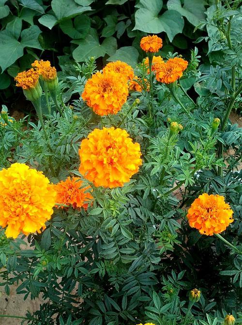 万寿菊的花语与传说——寓意长寿与幸福的花朵（千年神话传承）