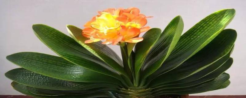 文竹开花，永恒的象征（叶绿素之外）