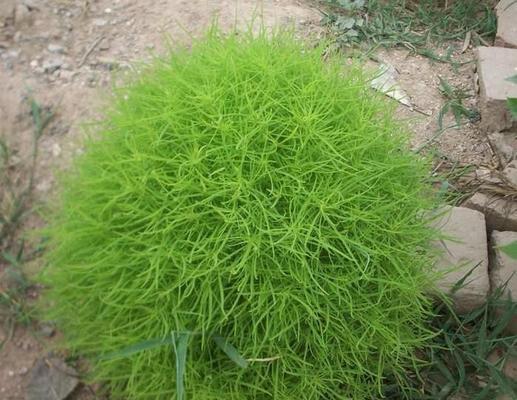 扫把苗的种植时间与方法（秋季是种植扫把苗的最佳时机）