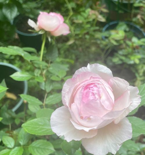 莎菲天使月季的优缺点（细数莎菲天使月季的特点和不足）