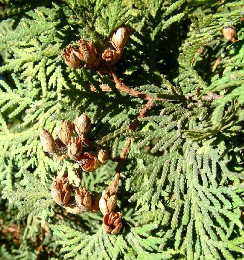 莎椤树的分类探究（裸子植物的特点与研究）