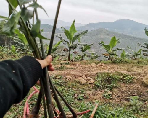 砂仁种植高产技术要点剖析（亩产量多少斤）
