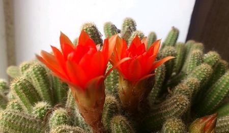 仙人指的花语与寓意（揭开仙人指的花语之谜）