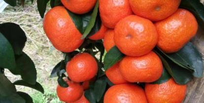 砂糖橘丰收季节（品尝美味的甜蜜果实）
