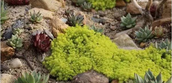 砂质土种植指南（适合种什么植物）