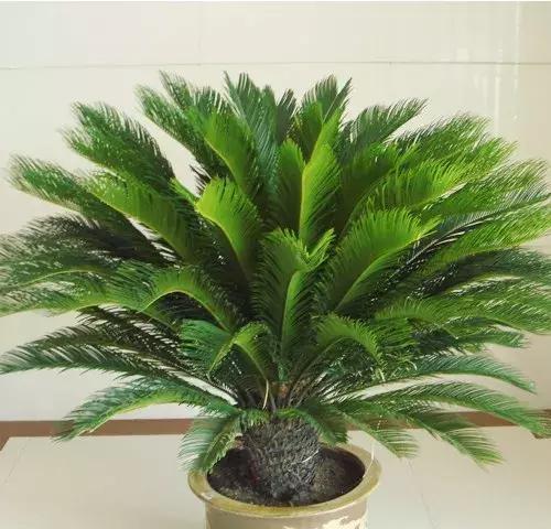 砂质土种植指南（适合种什么植物）