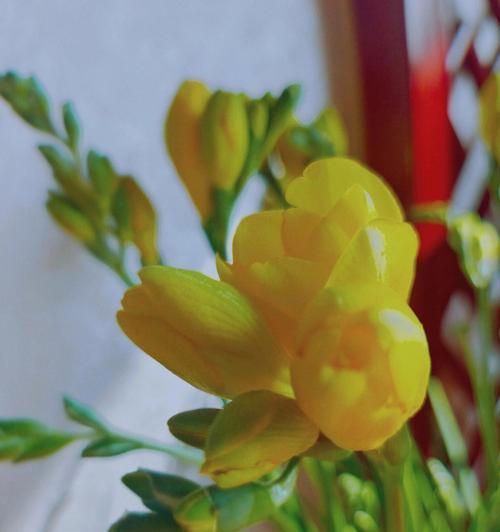 香雪兰之美（探寻香雪兰的深层意义）