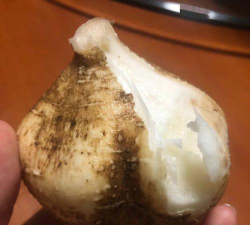 沙葛的食用方法（生吃还是熟吃）