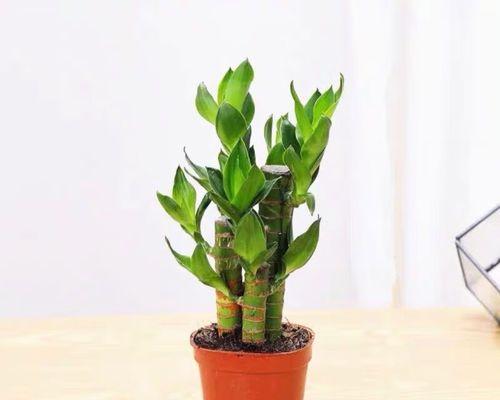 以象征步步高升的植物为主题的文章（探索生命中的成长之路）