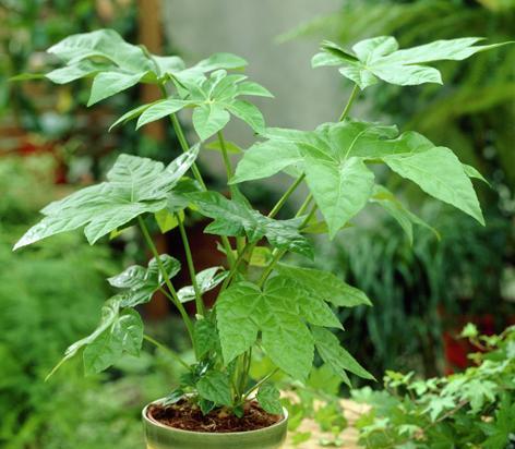 招财进宝的幸运植物（揭秘15种象征财运的神奇植物）