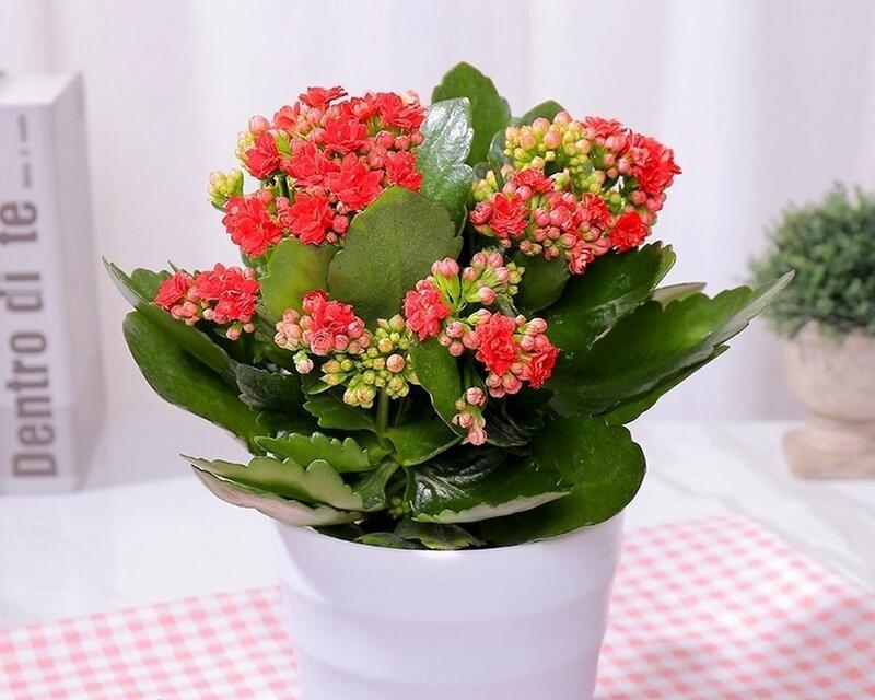 长寿之植——探索象征长寿的植物（揭开神奇的长寿植物密码）