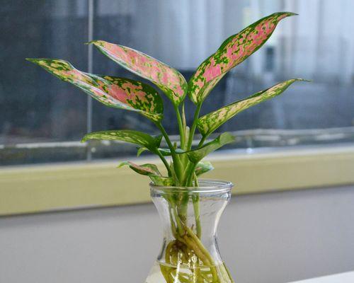 祥瑞长寿，植物吉祥无比（象征长寿吉祥如意的植物大盘点）