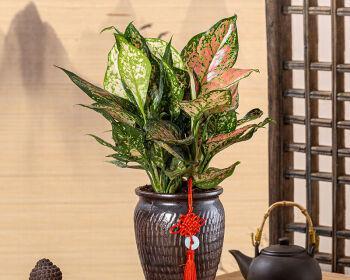 祥瑞长寿，植物吉祥无比（象征长寿吉祥如意的植物大盘点）