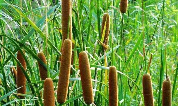 象征传承的植物（探索植物中的文化传承及象征意义）