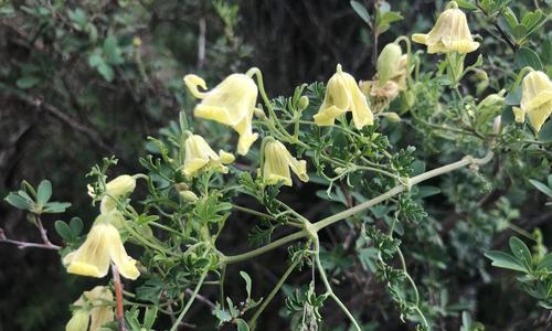 象征传承的植物（探索植物中的文化传承及象征意义）