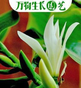 和平之花（以自然之美宣扬和平）