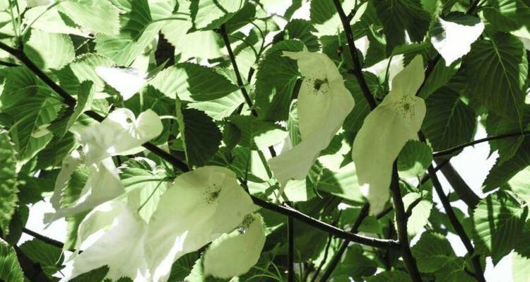 和平之花（以自然之美宣扬和平）