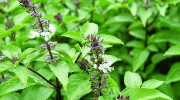 沙罗属于哪类植物（解读沙罗属于什么科）