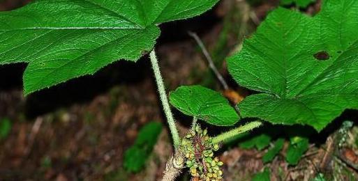 沙罗属于哪类植物（解读沙罗属于什么科）