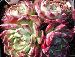 沙罗属于哪类植物（解读沙罗属于什么科）