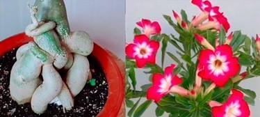 沙漠玫瑰不开花怎么办（沙漠玫瑰种植技巧与问题解决）