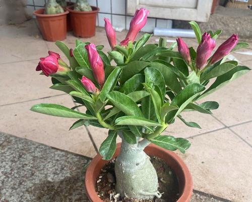 沙漠玫瑰催花技巧（打造美丽的沙漠花园）