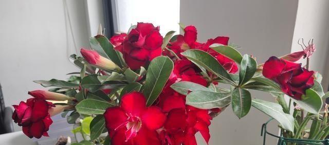 沙漠玫瑰催花技巧（打造美丽的沙漠花园）