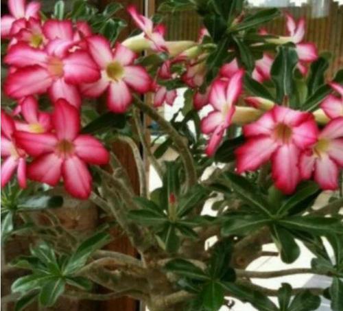 沙漠玫瑰催花技巧（打造美丽的沙漠花园）