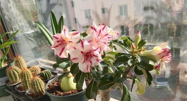 沙漠玫瑰开花时间及养护技巧（了解沙漠玫瑰开花周期）