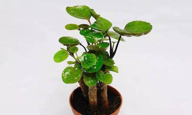 植物中的平安象征（探寻象征平安的15种植物之美）