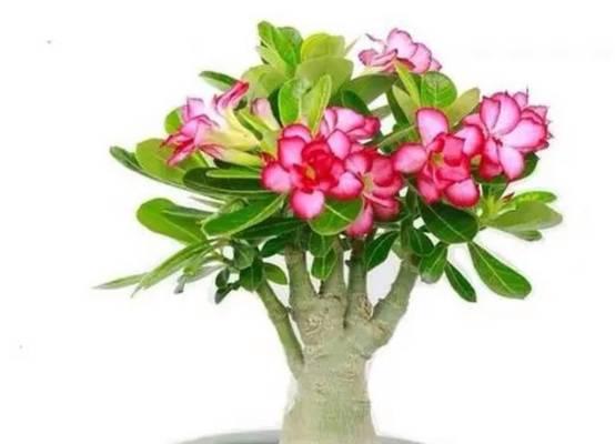 沙漠玫瑰开花周期研究（探寻沙漠玫瑰的生长规律）
