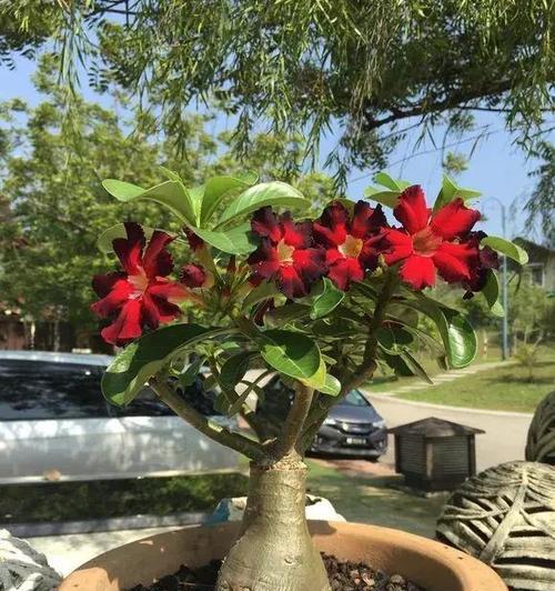 探秘沙漠玫瑰的花期时间（了解沙漠玫瑰开花时间）