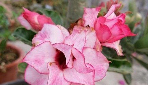 探秘沙漠玫瑰的花期时间（了解沙漠玫瑰开花时间）