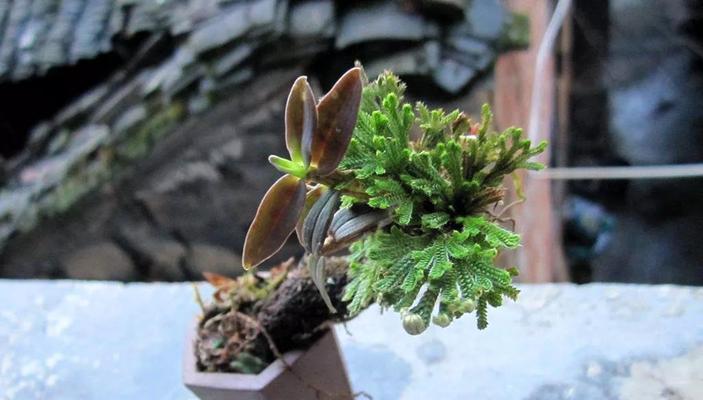 植物中的奉献精神（探索自然界中植物的无私奉献及其与人类的关联）