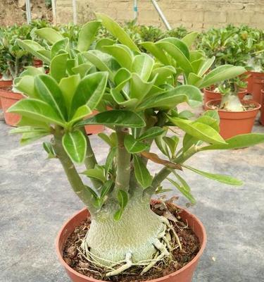 沙漠玫瑰的种植容器选择（大盆与小盆）